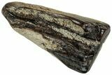 Large Fossil Triceratops Shed Tooth - Montana #352065-1